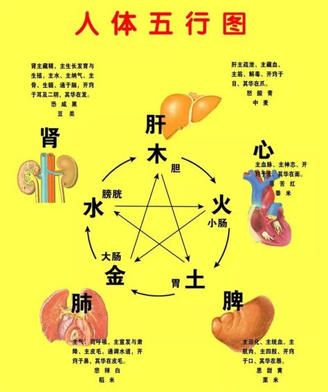 胃五行|通俗讲解中医五行与五脏六腑的关系，神奇的中医营养。